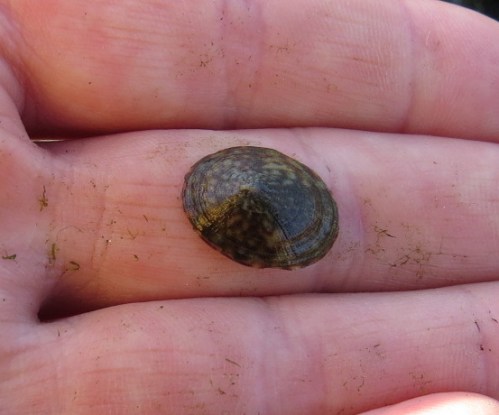 Limpet