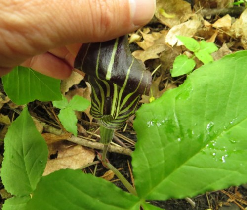 Arisaema triphyllum