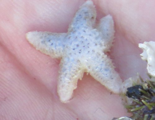 sea star