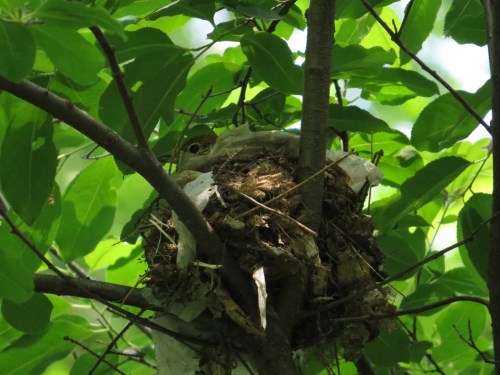 Hylocichla mustelina