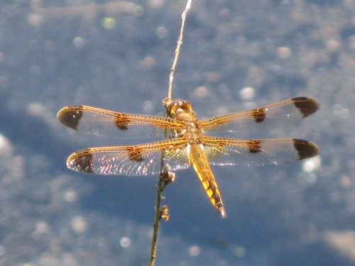 Libellula semifasciata