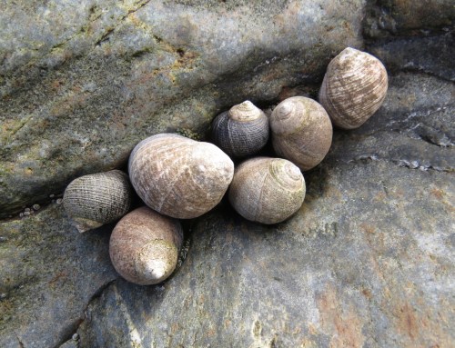 Littorina littorea