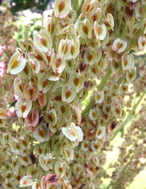 Rheum rhabarbarum