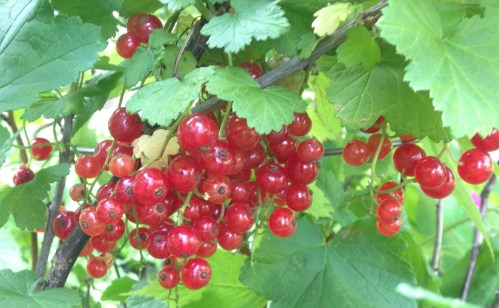 Ribes rubrum