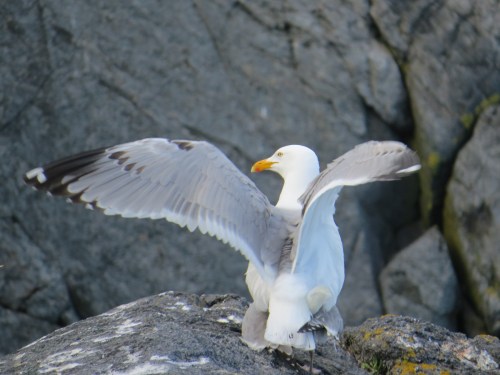 Larus argentatus smithsonianus