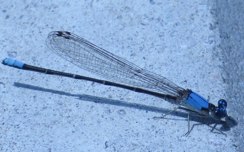 Argia apicalis
