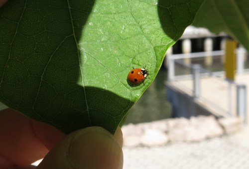 Adalia bipunctata