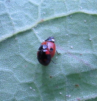 Adalia bipunctata