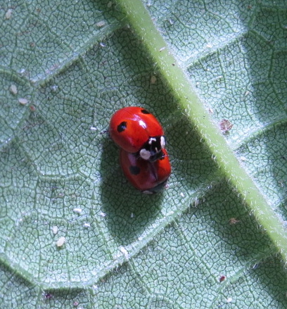 Adalia bipunctata