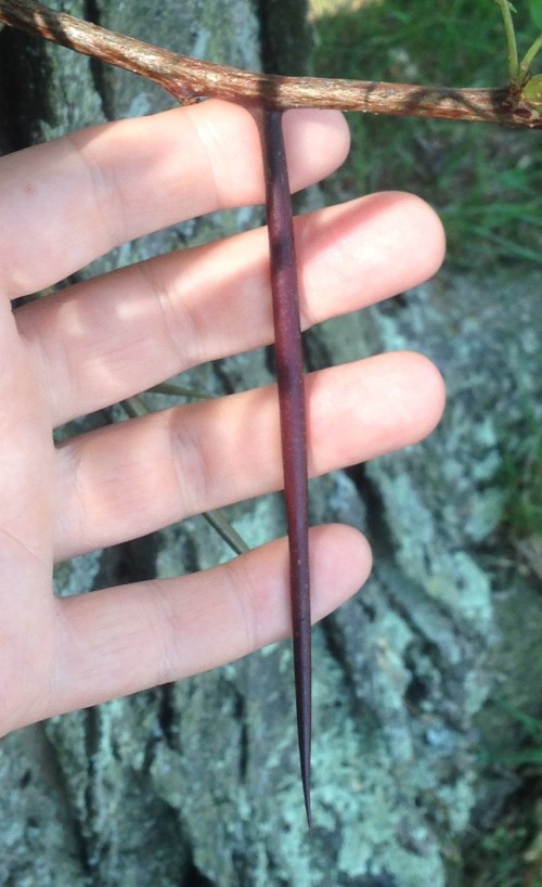 Gleditsia triacanthos