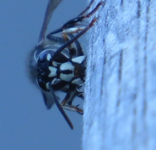 Dolichovespula maculata