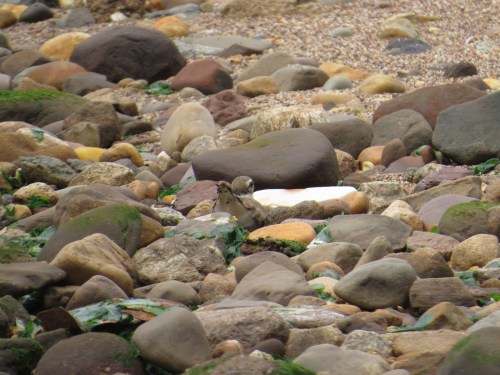 Charadrius vociferus