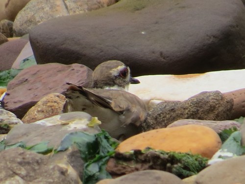 Charadrius vociferus