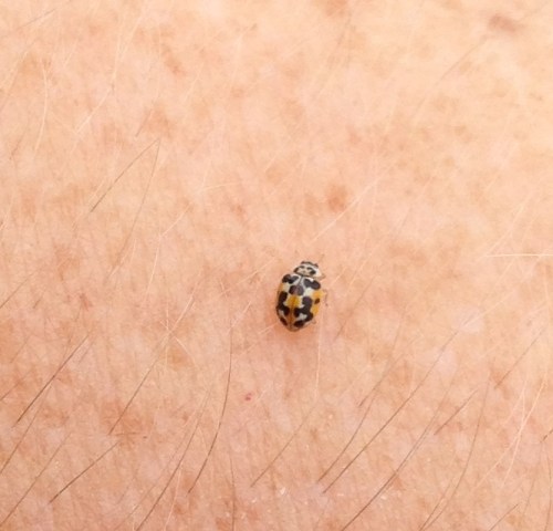 Psyllobora vigintimaculata