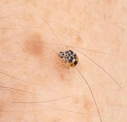 Psyllobora vigintimaculata