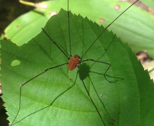 Opiliones