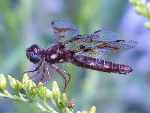 Perithemis tenera