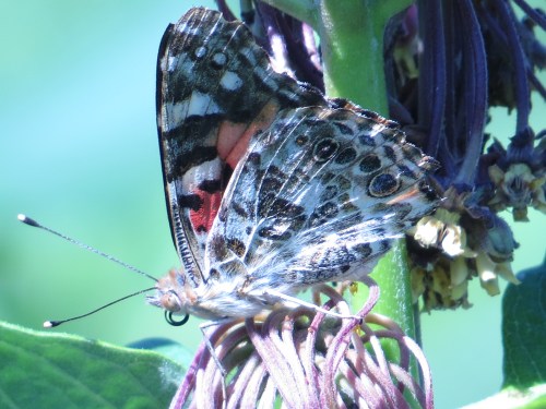 Vanessa cardui