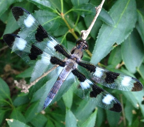 Libellula pulchella