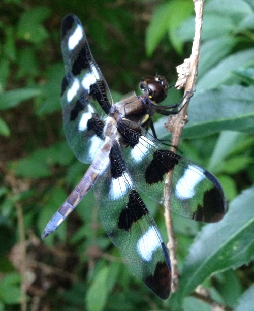 Libellula pulchella