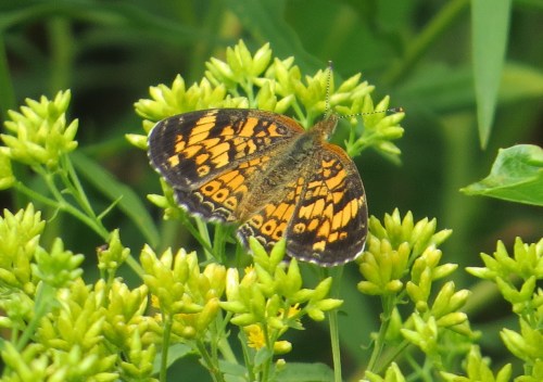 Phyciodes tharos