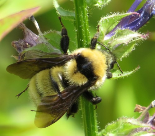 bombus