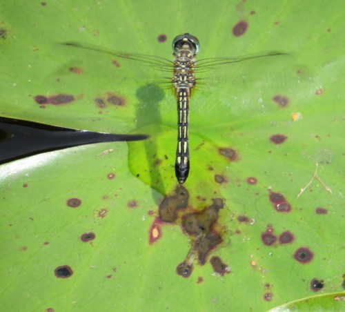 Pachydiplax longipennis