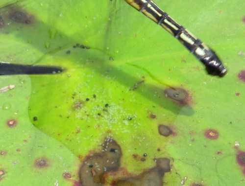 Pachydiplax longipennis