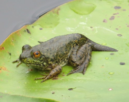 frog1