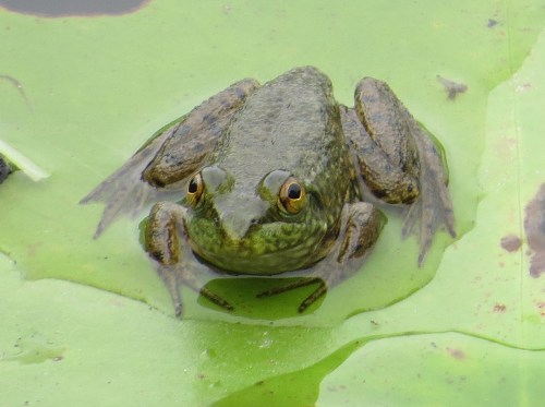 frog2