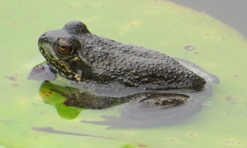 frog3