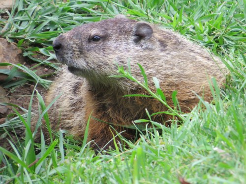 Marmota monax