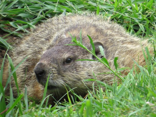Marmota monax