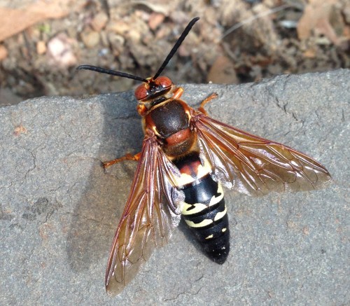 Sphecius speciosus