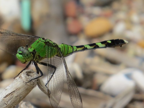 Erythemis simplicicollis