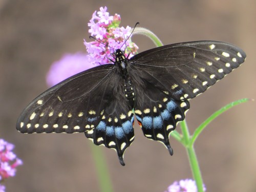 Papilio polyxenes
