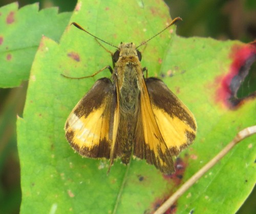 skipper