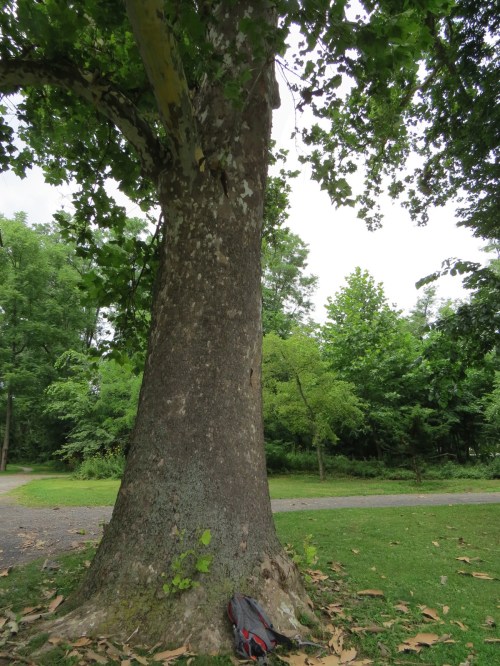 Platanus occidentalis