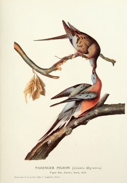 the_passenger_pigeon