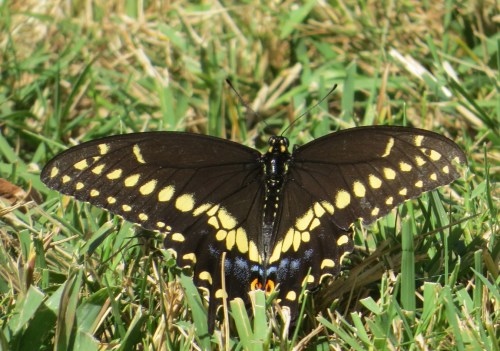 Papilio polyxenes