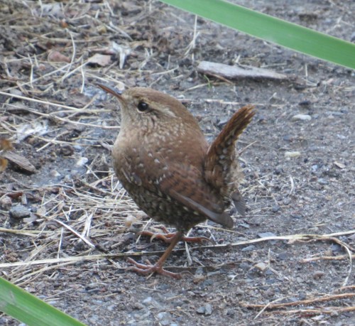 Troglodytes hiemalis