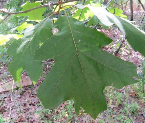 Quercus marilandica