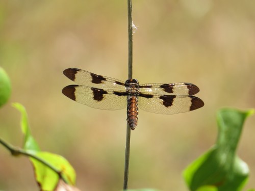 Libellula pulchella