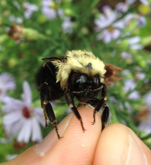 Bombus