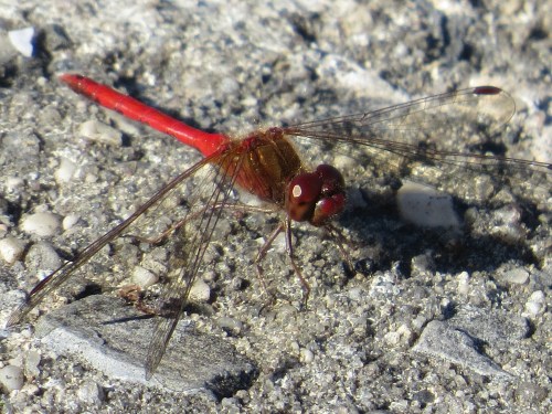 Sympetrum vicinum
