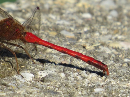 Sympetrum vicinum