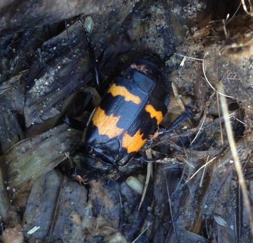 Nicrophorus