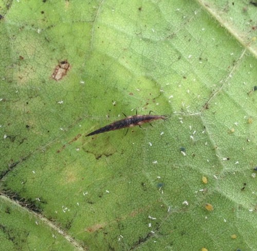 larva1