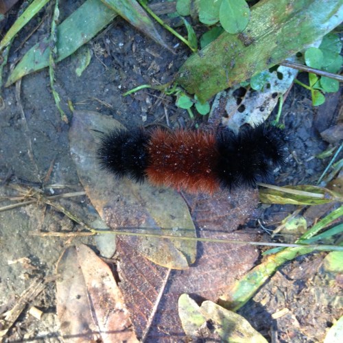 Pyrrharctia isabella