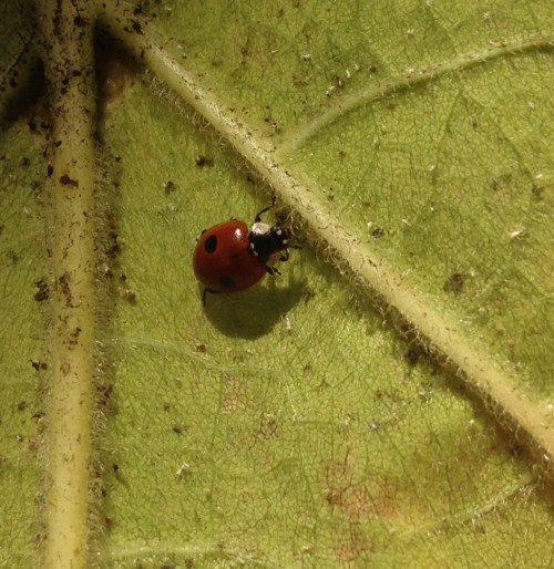 Adalia bipunctata